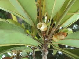 Image result for Manilkara mochisia