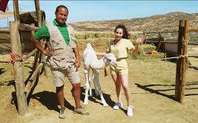 Cactus tours travelers' reviews, business hours, introduction, open hours. The First Baja California Sur Camel Is Born In Los Cabos The Cabo Post