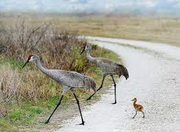 Also comes with 1 0 pattern spray nozzle suitable for outdoor watering and cleaning,such as planting watering,car washing,pool cleaning,house cleaning. Der Kranich Tierlexikon Fur Kinder Geolino