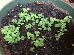 Foxglove Foxglove Seedlings Plants
