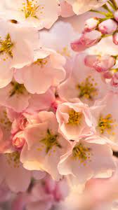 Maybe you would like to learn more about one of these? Flowers Cherry Blossom Pink 4k Wallpaper Best Wallpapers