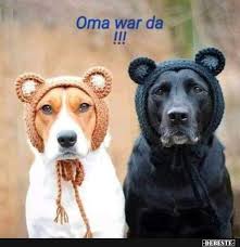 grandma was there funny pictures sayings jokes really funny animalsandpets lustige hund bilder haustier susse tiere
