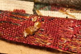 5212 34th st, lubbock, tx 79407. Bed Bugs Pest Control Lubbock Tx Bed Bugs Ogok