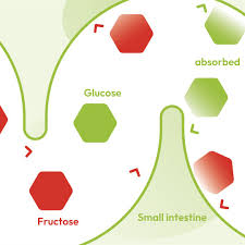 Image result for Hereditary Fructose Intolerance