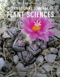 Image result for Oldfieldia macrocarpa