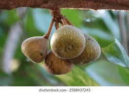 Image result for Ficus sur