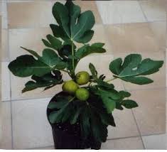 I personally grow and raise them from my extraordinary, unique collection from thousands of fig trees from all over the world, in my greenhouses and fig tree farms located in monmouth county, nj. Practical Permaculture Rooting Fig Cuttings Citrus Tree Indoor Growing Fig Trees Indoor Citrus Tree