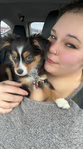 New toy red merle australian shepherd