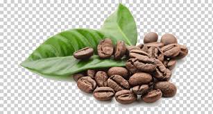 Single Origin Coffee Cafe Espresso Coffee Bean Coffee Natural Foods Coffee Cocoa Bean Png Klipartz 1,843 single coffee bean products are offered for sale by suppliers on alibaba.com, of which whole bean coffee accounts for 15%, liberica coffee you can also choose from arabica, robusta single coffee bean, as well as from green, roasted, and blended single coffee bean, and whether single. single origin coffee cafe espresso