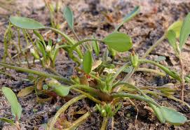 Image result for Limosella