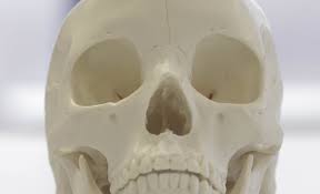 The axial skeleton is made up of the skull, backbone, breastbone, and ribs. Identifying The Sex Of A Skull