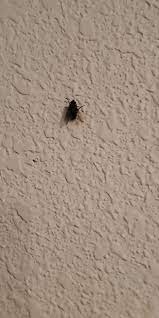 Vous verrez, une fois que vous l'aurez nettoyé, vous serez bluffé par sa propreté. Bugoff Pest Control Home Facebook