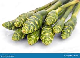 Image result for Asparagus petersianus