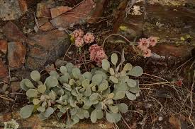 Image result for Eriosema monticola