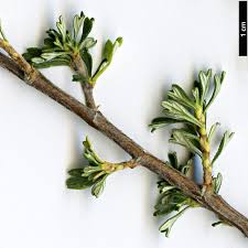 Image result for Polystachya tridentata