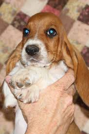 Black And White Basset Hound Puppies For Sale Mountaineer Basset Hound Puppy Red And White Cutie Basset Hound Puppy Basset Hound Basset Hound Breeders