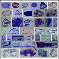 Image result for Acrachne