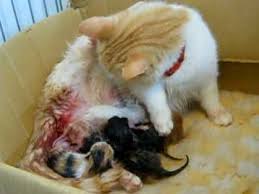 Mother Cat Looks After Newborn Kittens Immediately After Birth Kitten Care Cat Birth Newborn Kittens