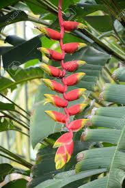 5 out of 5 stars. Red Bird Of Paradise Flower In Garden Stock Photo Picture And Royalty Free Image Image 82552273