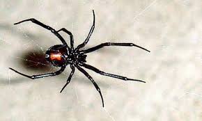 This spider from the latrodectus family is famous for the deadly venom black widow bites carries. Black And Brown Widow Removal In Orange County Orange County Pest Control