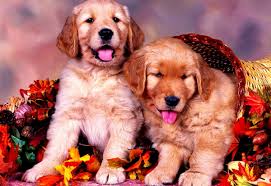Explore and download tons of high quality dog wallpapers all for free! Amazing Widescreen Dogs Puppies Golden Retriever Background Picture Download Top Free Images