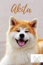 spatestens nach dem film hachiko eine wunderbare freundschaft ist die hunderasse akita akita inu akita ken aus japan hunde rassen hunderassen hund akita