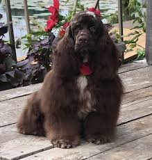 8/16/2020 $1500 litter of 8 1 black & white female available. Mikie Cocker Spaniel Puppy 593705 Puppyspot