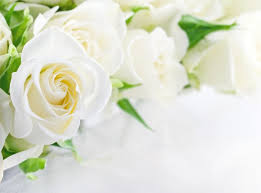 Las rosas blancas simbolizan en el lenguaje de las flores pureza, encanto e inocencia. Rosas Blancas Imagenes Fotos De Stock Libres De Derechos Depositphotos