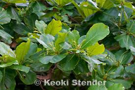 Image result for Terminalia stuhlmannii