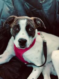 We did not find results for: Skye My 6 Month Border Collie Cattle Dog And Pitbull Mix Bordercollie