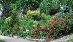 Consider how each variety grows, how much light it needs and its spacing requirements when laying out your. Designing With Dwarf Conifers Finegardening