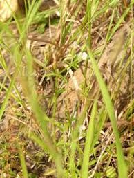 Image result for Canscora alata