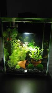 Amazing Aquascape Freshwater Gallery Ideas 20 Aquariumtanksideas Fish Tank Themes Tropical Fish Tanks Fresh Water Fish Tank