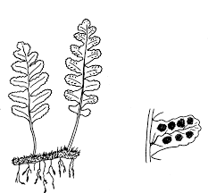 Image result for Polypodiaceae