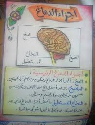 Pin By Raghad On علوم Human Body Activities Activities Bullet Journal