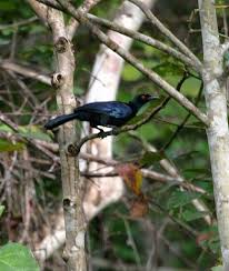 Medium Sized Black Bird With White Stripes On Wings And Tail The Crinkle Collared Manucode Manucodia Chalybatus Is A Medium Sized Up To 36 Cm Long Greenish Blue Black And Purple Glossed Bird Ave Del Paraiso Aves Ave