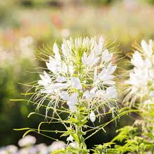 Image result for Cleome angustifolia