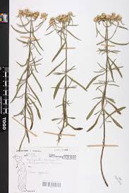 Image result for Haumaniastrum