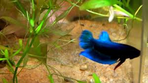 How To Breed Betta Fish Breeding Betta Fish Betta Breeding Betta