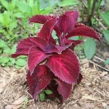 Image result for Coleus sylvestris