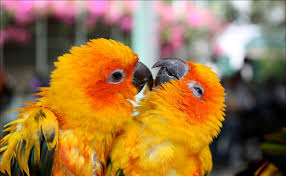 Cute Love Birds Free Wallpaper Parrot Colorful Parrots Funny Parrots