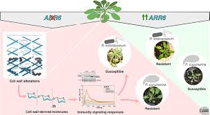Check spelling or type a new query. Cell Wall Research Presents Possibility Of A Simple And Sustainable Method To Protect Crops