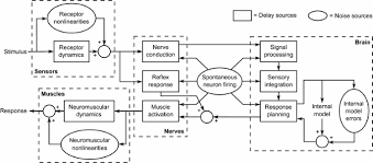 In the later stage of modeling, after conducting ergonomics analyses the dimensions will be changed. A Review Of Human Sensory Dynamics For Application To Models Of Driver Steering And Speed Control Springerlink