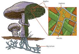 12 Levels Of Biological Organization From Smallest To Largest Fungus Anatomy Biyoloji Tasarim Evler Tasarim