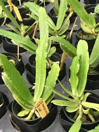 Image result for Aerangis ugandensis