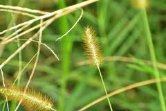 Image result for Setaria geminata