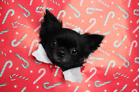 Christmas photo shoot with my boys 🎄♥️