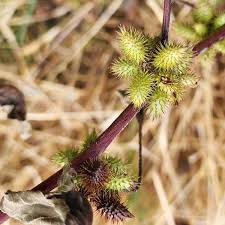 Image result for Xanthium
