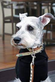 はじめまして アインのしっぽ シュナウザーの子犬 ミニチュアシュナウザー ヨークシャーテリアの子犬