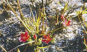 Image result for Triumfetta heliocarpa